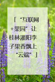 “互联网+果园”让桂林灌阳李子果香飘上“云端”