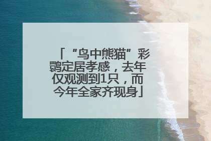 “鸟中熊猫”彩鹮定居孝感，去年仅观测到1只，而今年全家齐现身