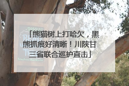 熊猫树上打哈欠，黑熊抓痕好清晰！川陕甘三省联合巡护直击