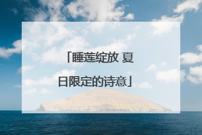 睡莲绽放 夏日限定的诗意