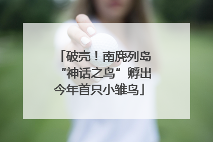 破壳！南麂列岛“神话之鸟”孵出今年首只小雏鸟