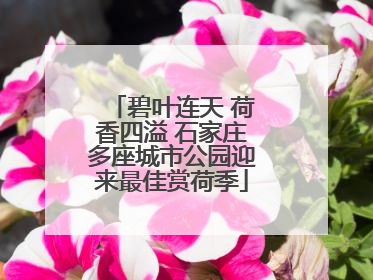 碧叶连天 荷香四溢 石家庄多座城市公园迎来最佳赏荷季
