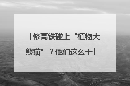 修高铁碰上“植物大熊猫”？他们这么干