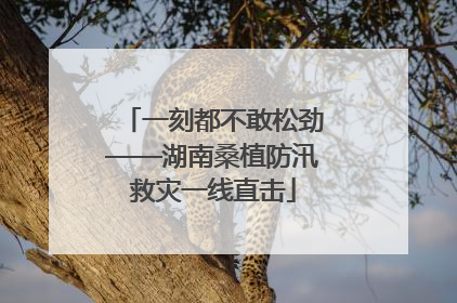 一刻都不敢松劲——湖南桑植防汛救灾一线直击