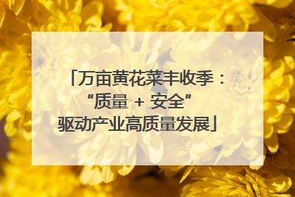 万亩黄花菜丰收季：“质量 + 安全” 驱动产业高质量发展