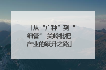 从“广种”到“细管” 关岭枇杷产业的跃升之路