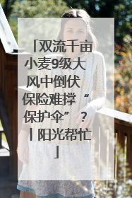 双流千亩小麦9级大风中倒伏 保险难撑“保护伞”？丨阳光帮忙