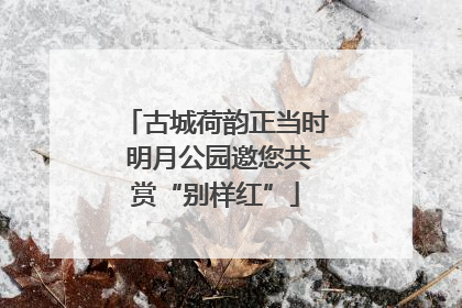 古城荷韵正当时 明月公园邀您共赏“别样红”