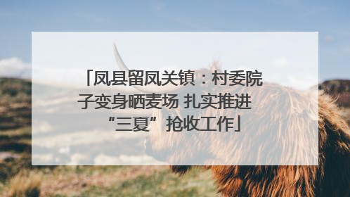 凤县留凤关镇：村委院子变身晒麦场 扎实推进“三夏”抢收工作