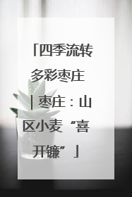 四季流转 多彩枣庄｜枣庄：山区小麦“喜开镰”