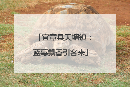 宜章县天塘镇：蓝莓飘香引客来