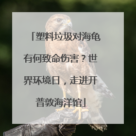 塑料垃圾对海龟有何致命伤害？世界环境日，走进开普敦海洋馆