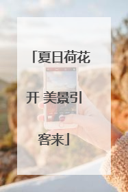 夏日荷花开 美景引客来
