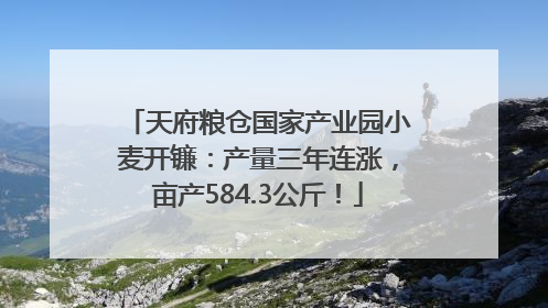 天府粮仓国家产业园小麦开镰：产量三年连涨，亩产584.3公斤！
