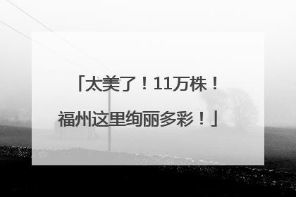 太美了！11万株！福州这里绚丽多彩！