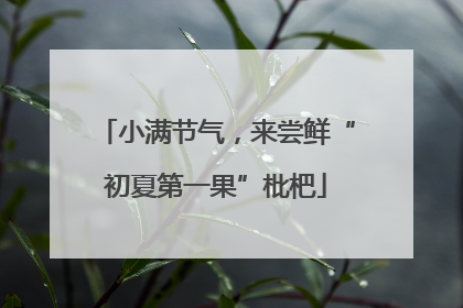 小满节气，来尝鲜“初夏第一果”枇杷