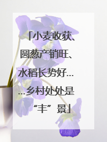 小麦收获、圆葱产销旺、水稻长势好……乡村处处是“丰”景