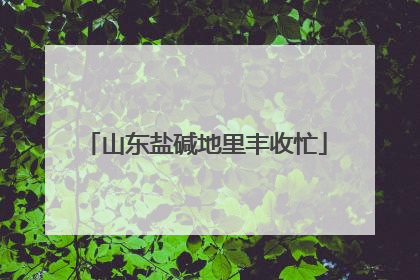山东盐碱地里丰收忙