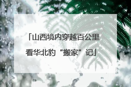 山西境内穿越百公里 看华北豹“搬家”记