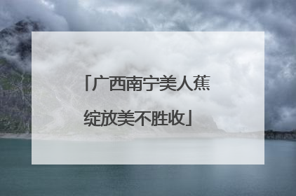 广西南宁美人蕉绽放美不胜收