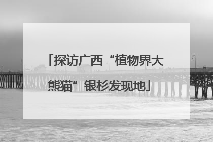 探访广西“植物界大熊猫”银杉发现地