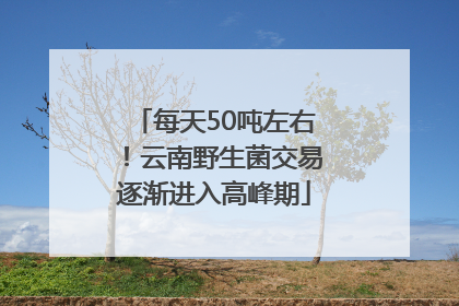每天50吨左右！云南野生菌交易逐渐进入高峰期