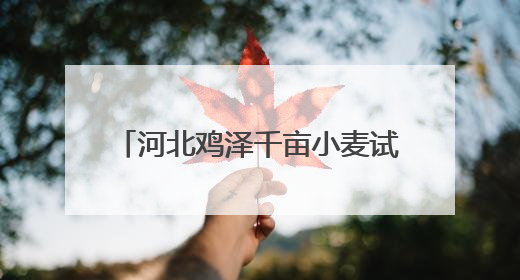 河北鸡泽千亩小麦试验田喜获丰收 助力小麦育种提质增效