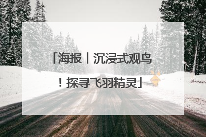 海报丨沉浸式观鸟！探寻飞羽精灵