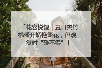 花容悦貌｜夏日夹竹桃盛开娇艳繁花，但观赏时“碰不得”