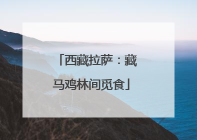 西藏拉萨：藏马鸡林间觅食