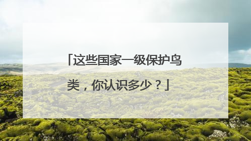 这些国家一级保护鸟类，你认识多少？