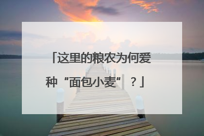 这里的粮农为何爱种“面包小麦”？