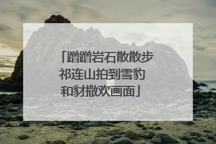 蹭蹭岩石散散步 祁连山拍到雪豹和豺撒欢画面