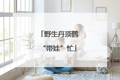 野生丹顶鹤“带娃”忙