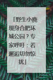 野生小麂现身合肥环城公园？专家呼吁：若邂逅切勿惊扰