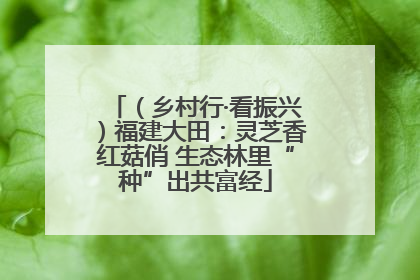 （乡村行·看振兴）福建大田：灵芝香红菇俏 生态林里“种”出共富经
