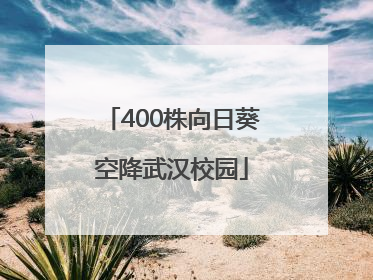 400株向日葵空降武汉校园